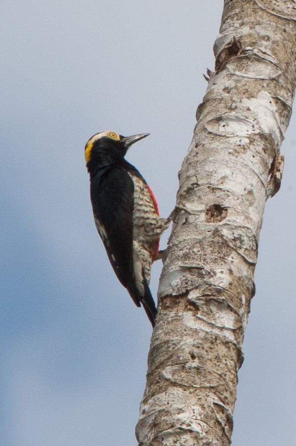 Yellow-tufted Woodpecker - ML322241451