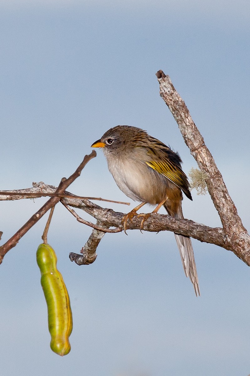 Wedge-tailed Grass-Finch - ML322241631