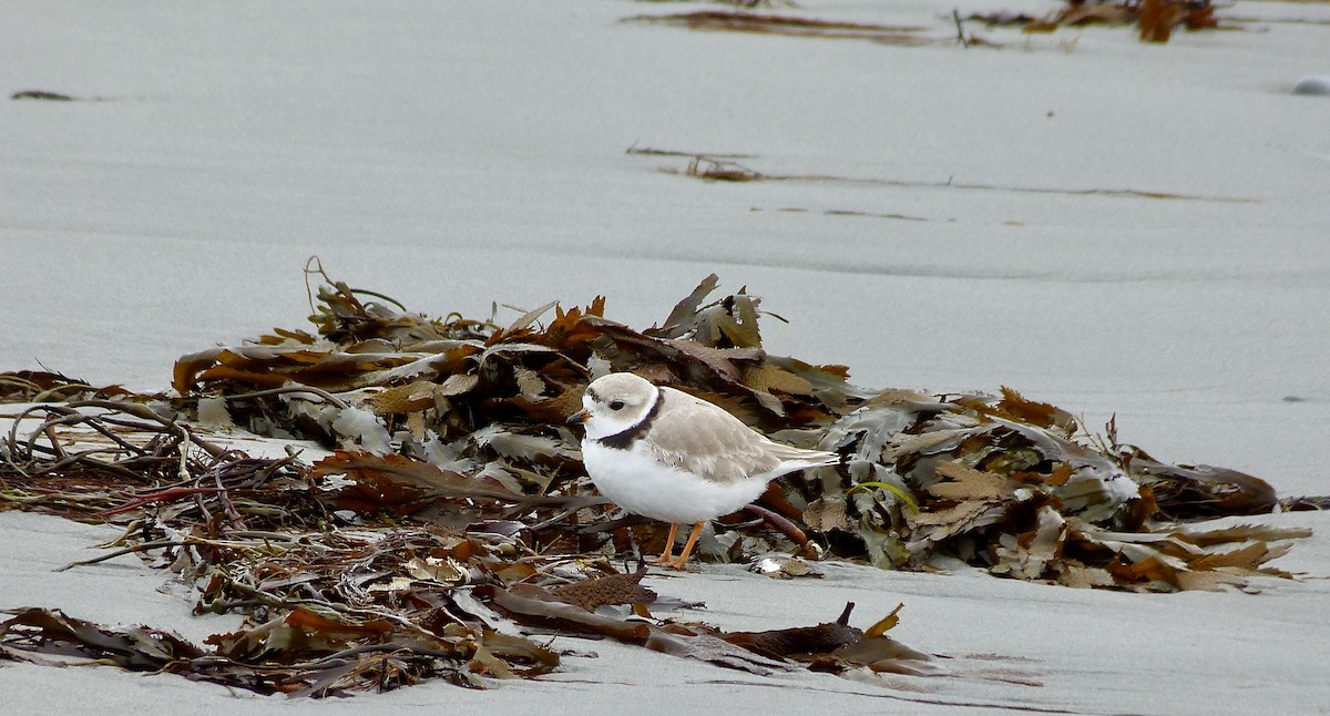 Piping Plover - ML322248671