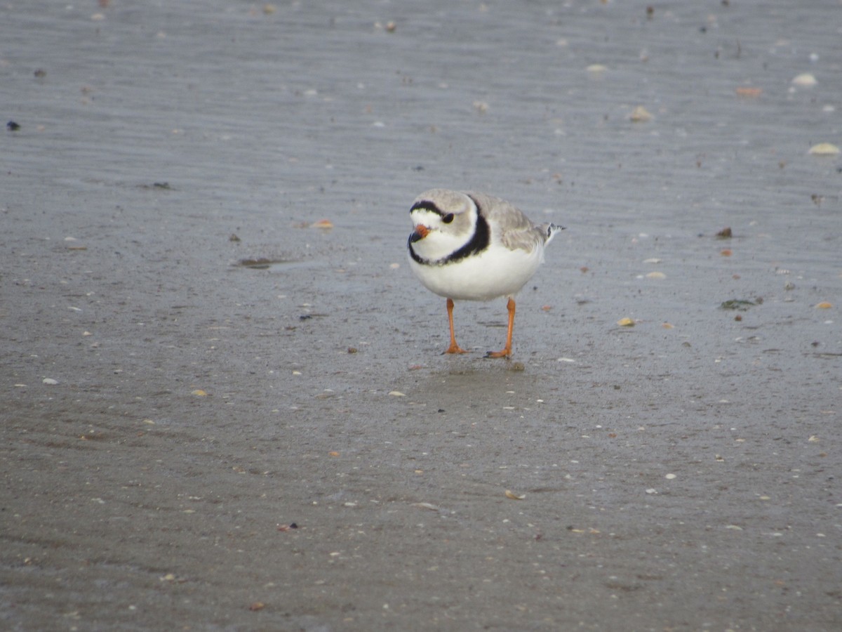 Piping Plover - ML322255971