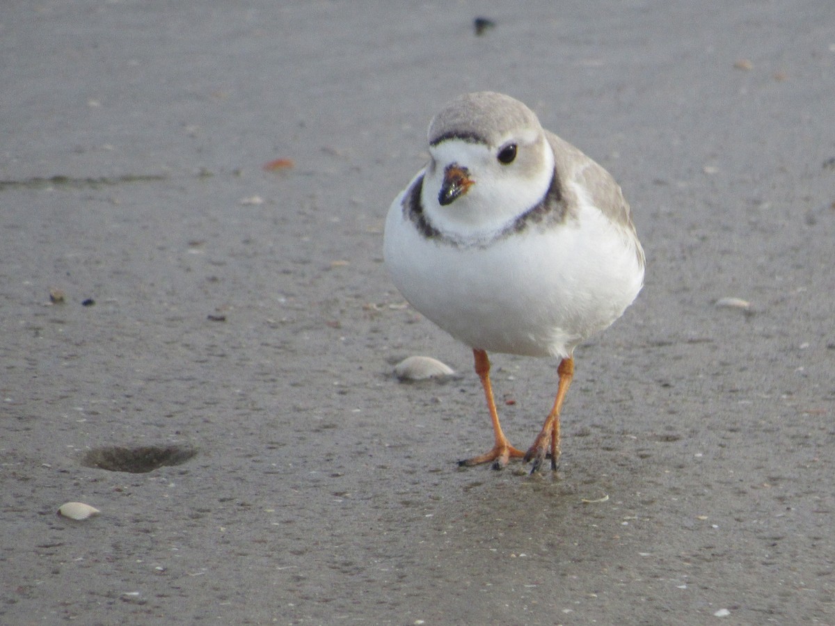 Piping Plover - ML322256771