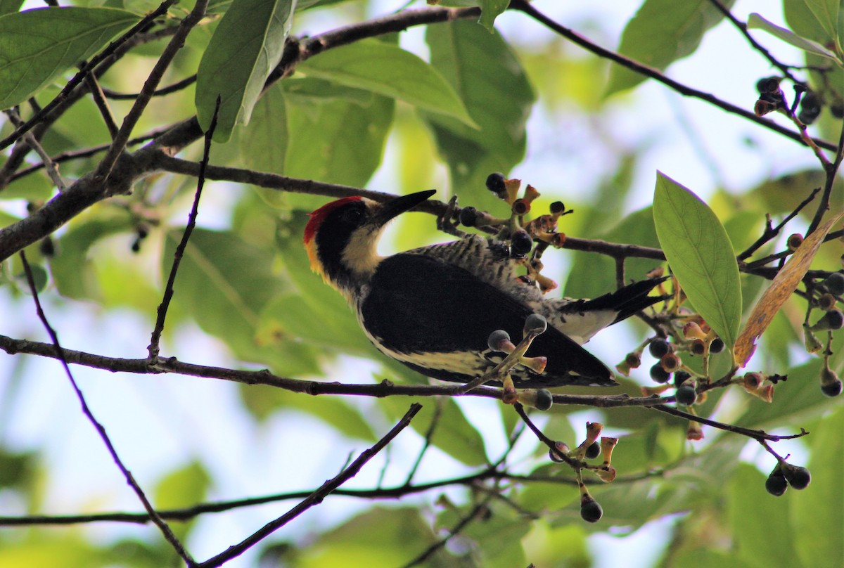 Beautiful Woodpecker - Diego Clavijo Ortiz