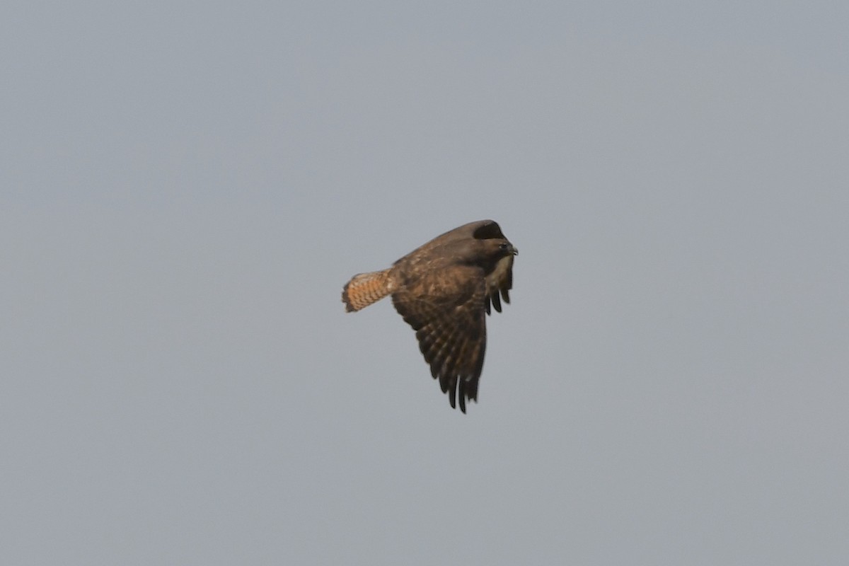 Red-tailed Hawk - ML322265551