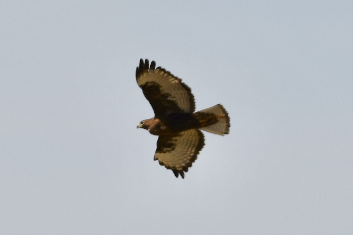 Red-tailed Hawk - ML322265561