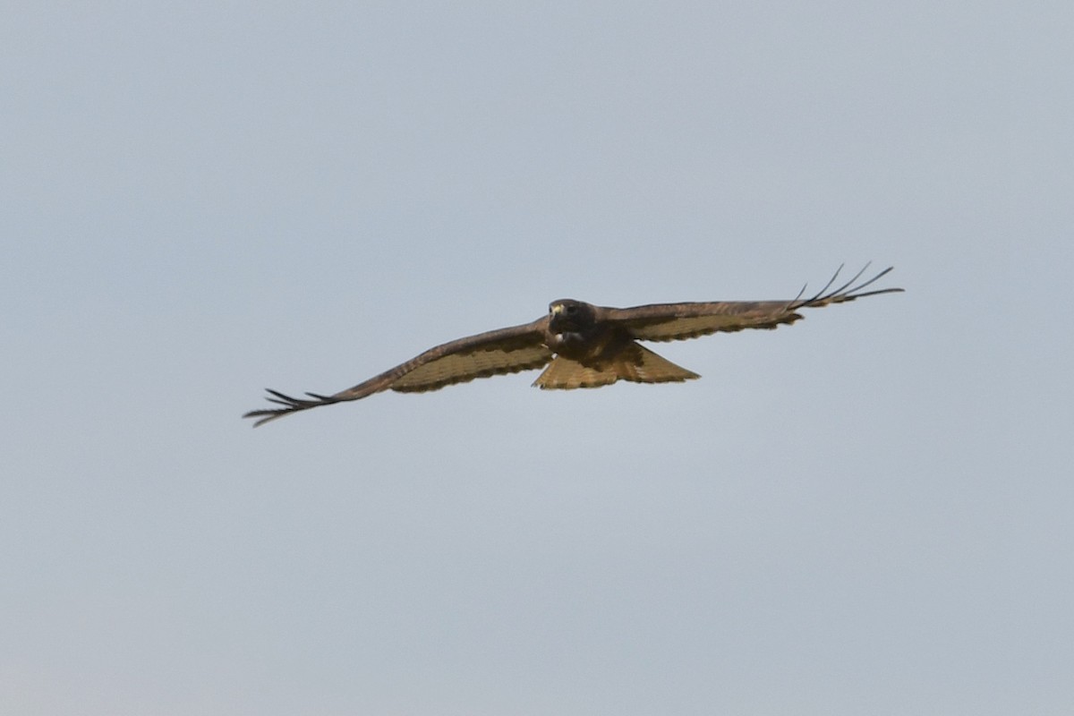 Red-tailed Hawk - ML322265591