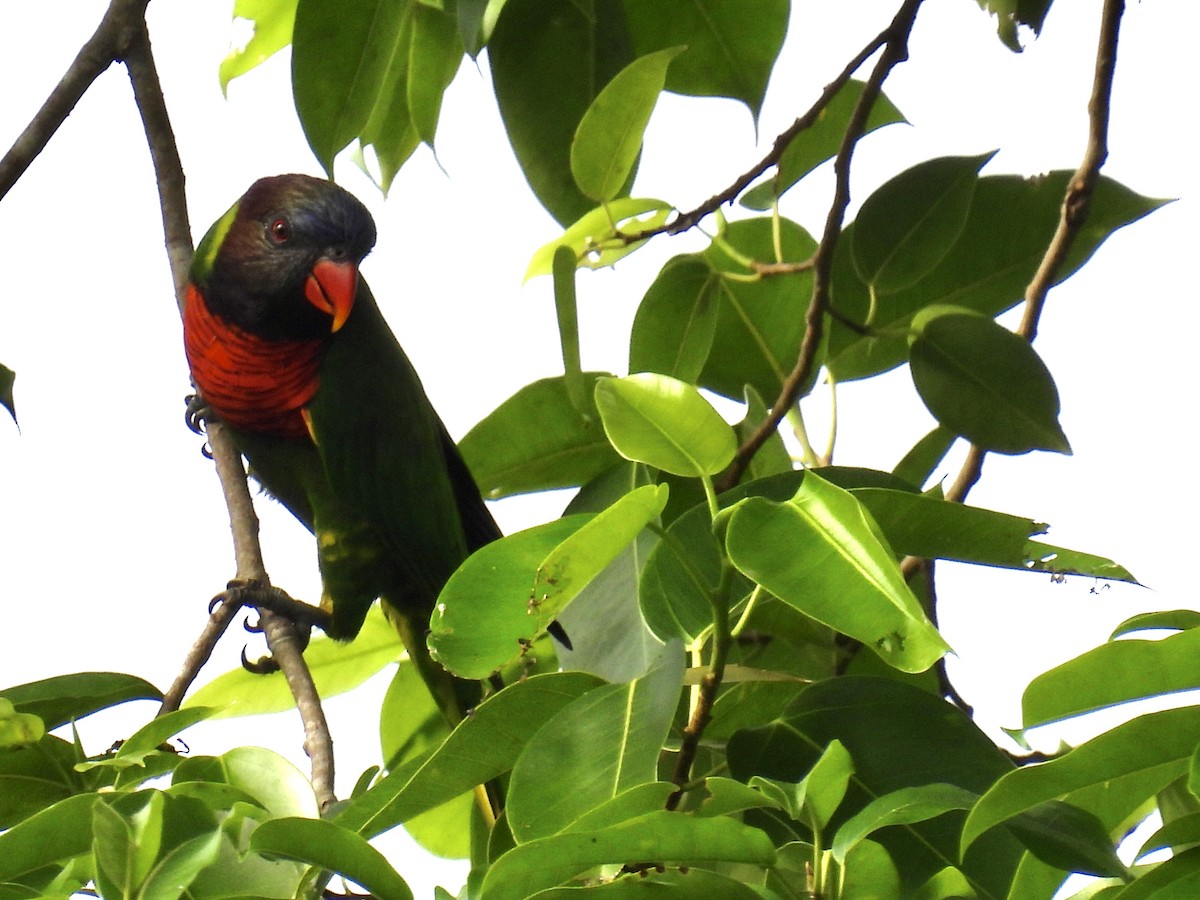 新幾內亞彩虹吸蜜鸚鵡 - ML322266381