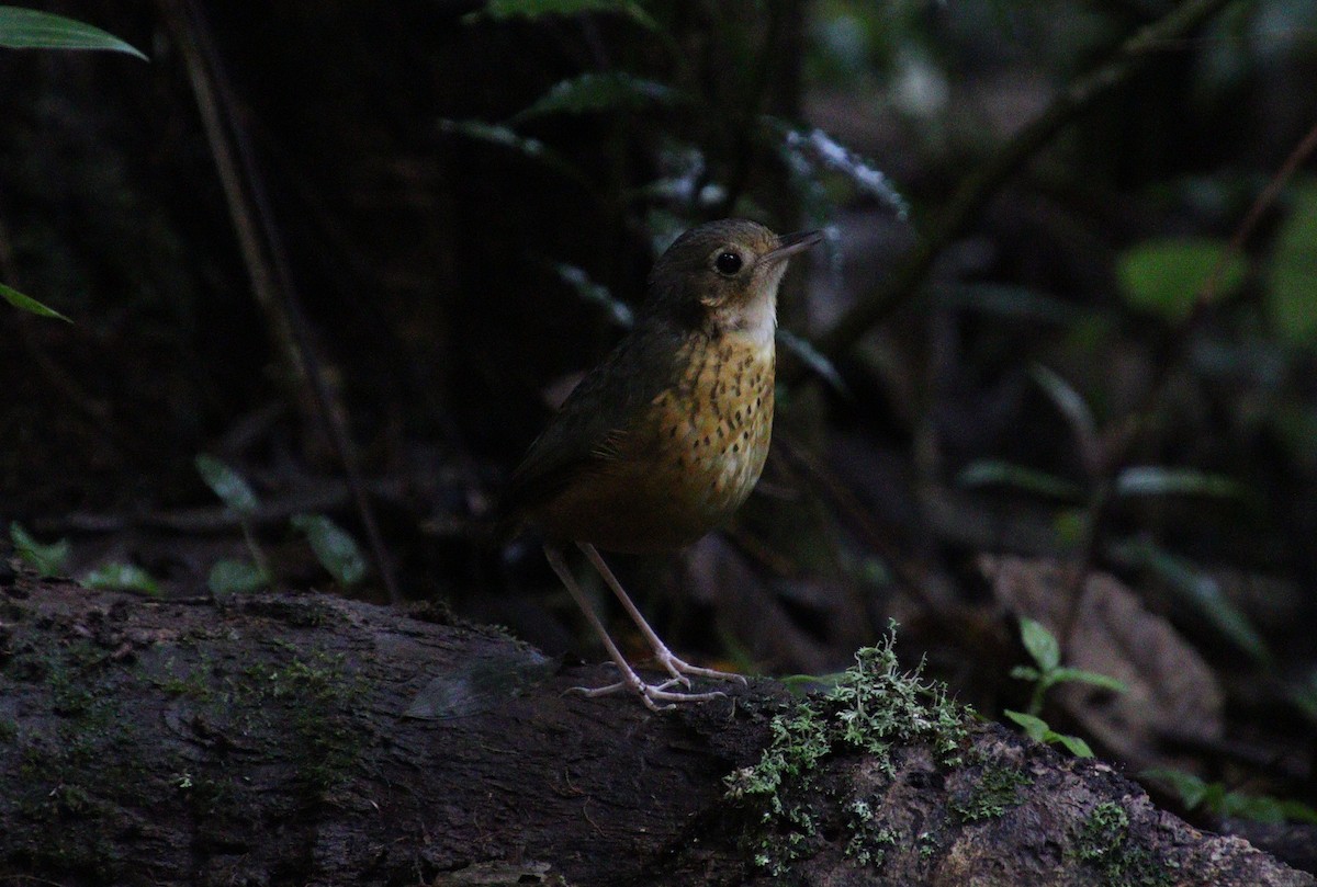 Speckle-breasted Antpitta - ML322268701