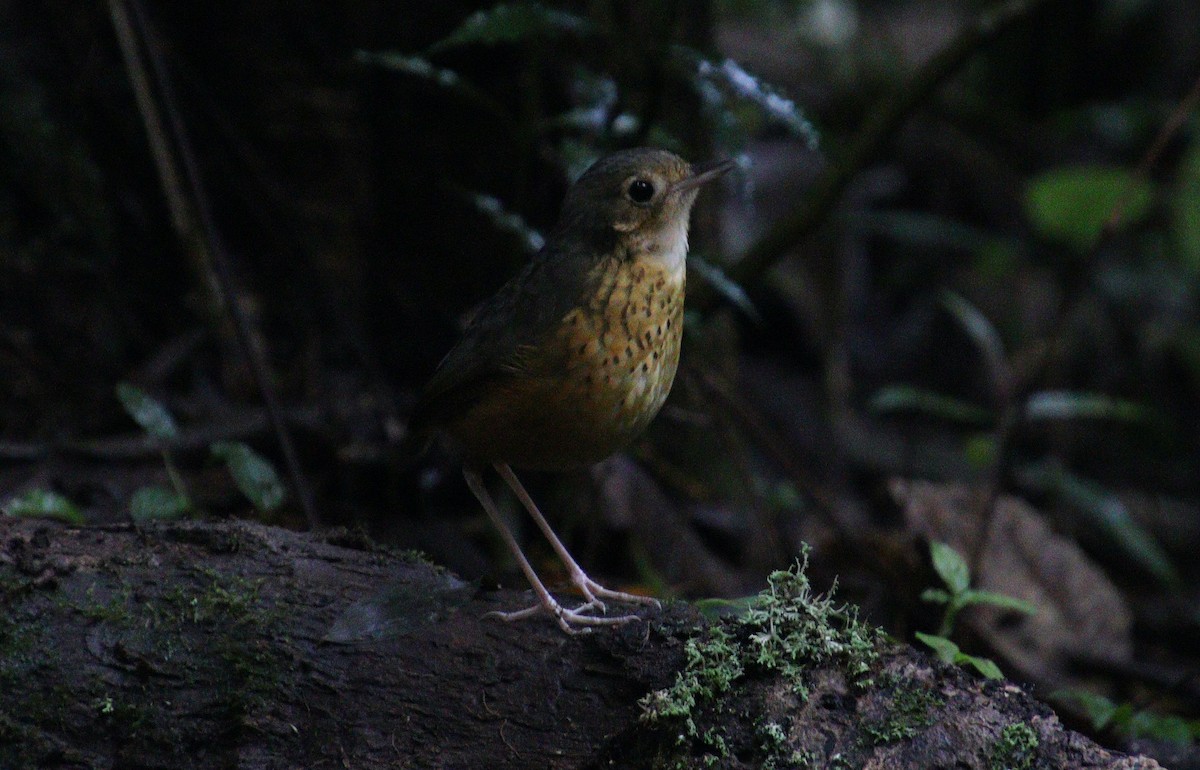 Speckle-breasted Antpitta - ML322268891