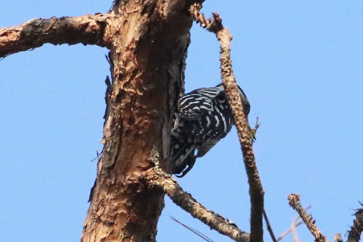 Gray-capped Pygmy Woodpecker - ML322269691