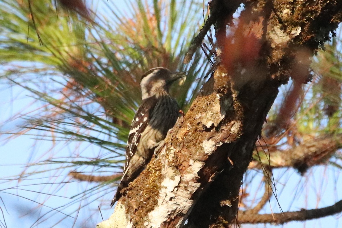 Gray-capped Pygmy Woodpecker - ML322269711