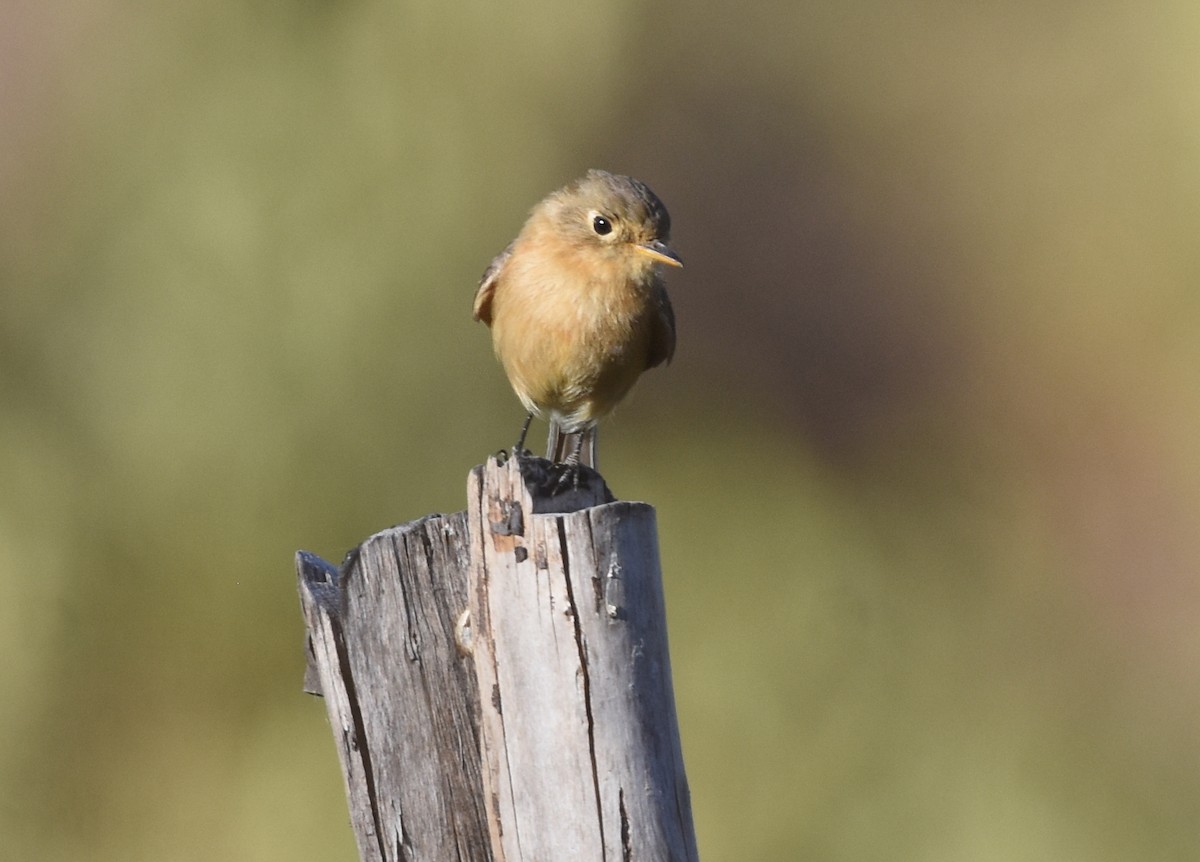 Buff-breasted Flycatcher - Christopher Lindsey