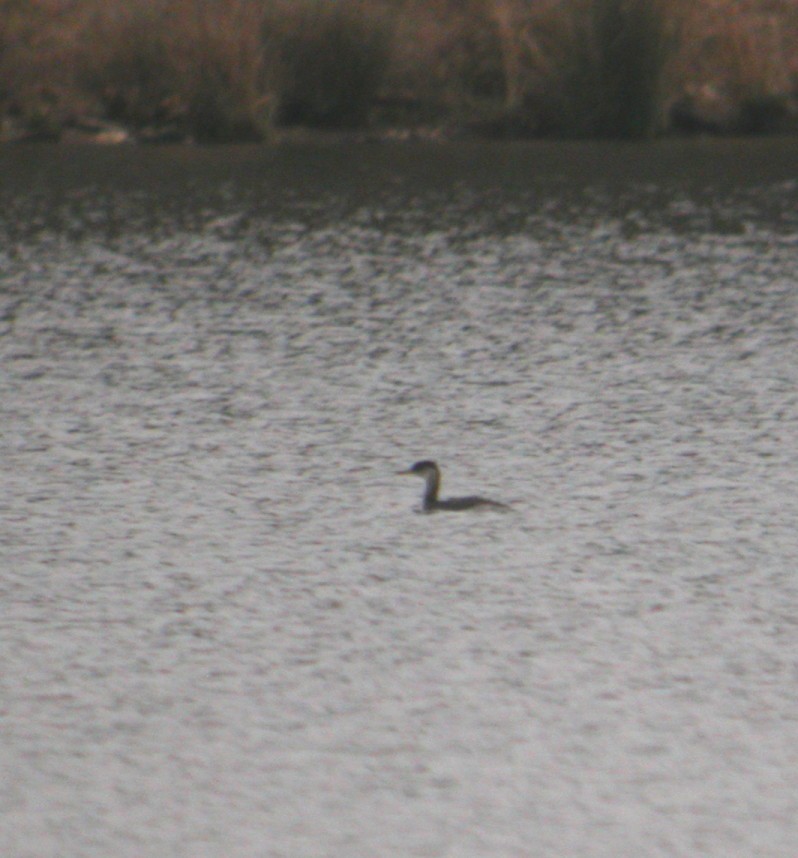 Red-necked Grebe - ML32227201