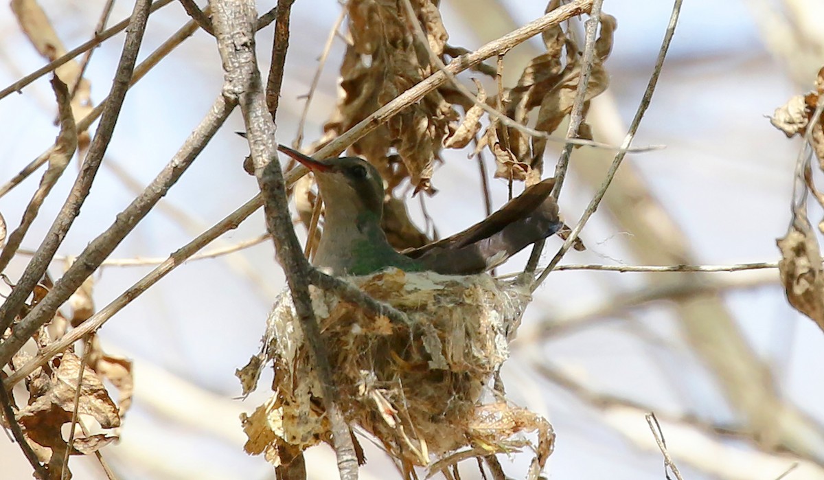 Broad-billed Hummingbird - ML322285971