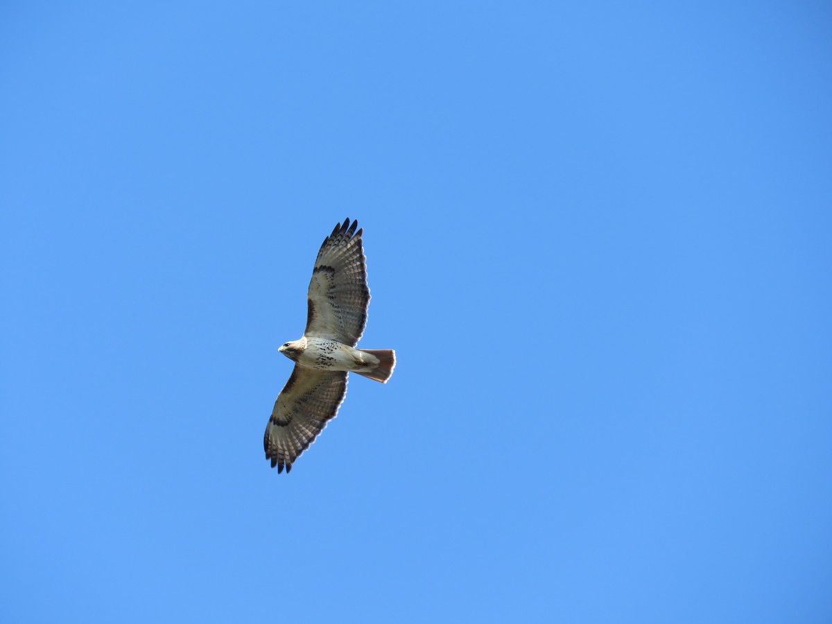 Red-tailed Hawk - ML322287851