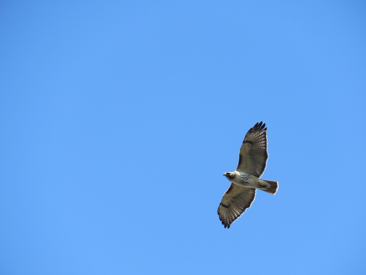 Red-tailed Hawk - ML322287861