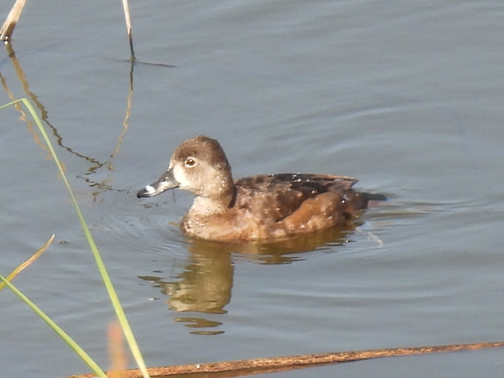Ring-necked Duck - Martha Wild