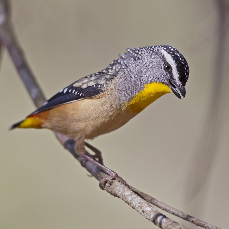 Spotted Pardalote - Mat Gilfedder