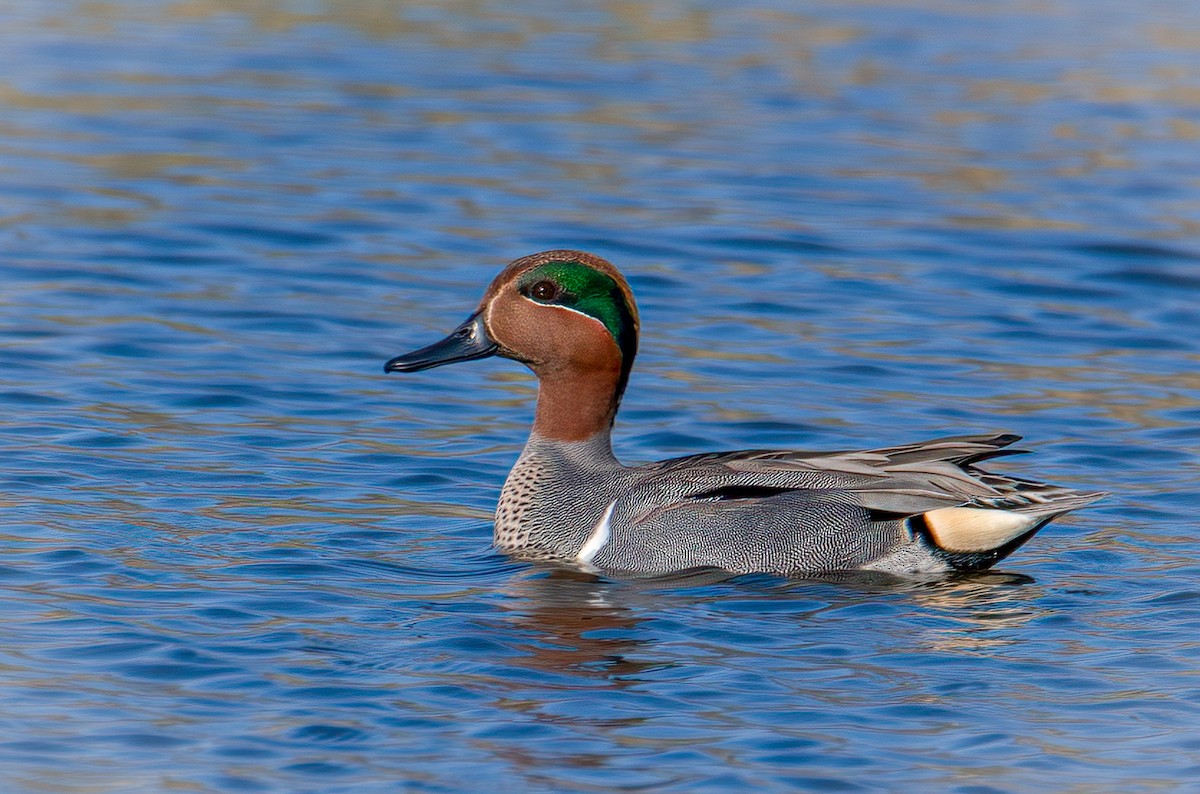 Green-winged Teal - ML322309881