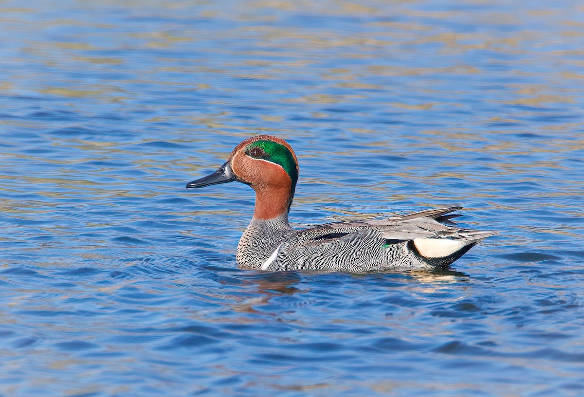 Green-winged Teal - ML322309911