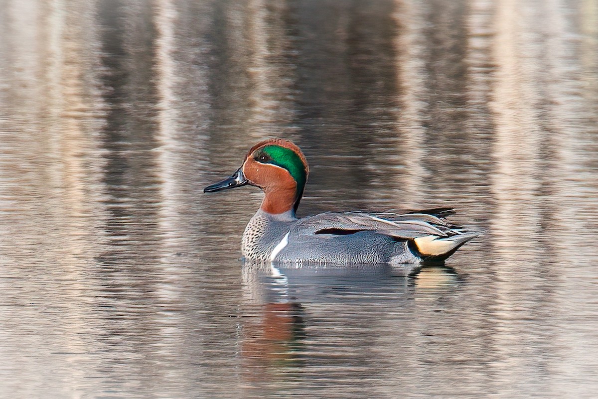 Green-winged Teal - ML322309981