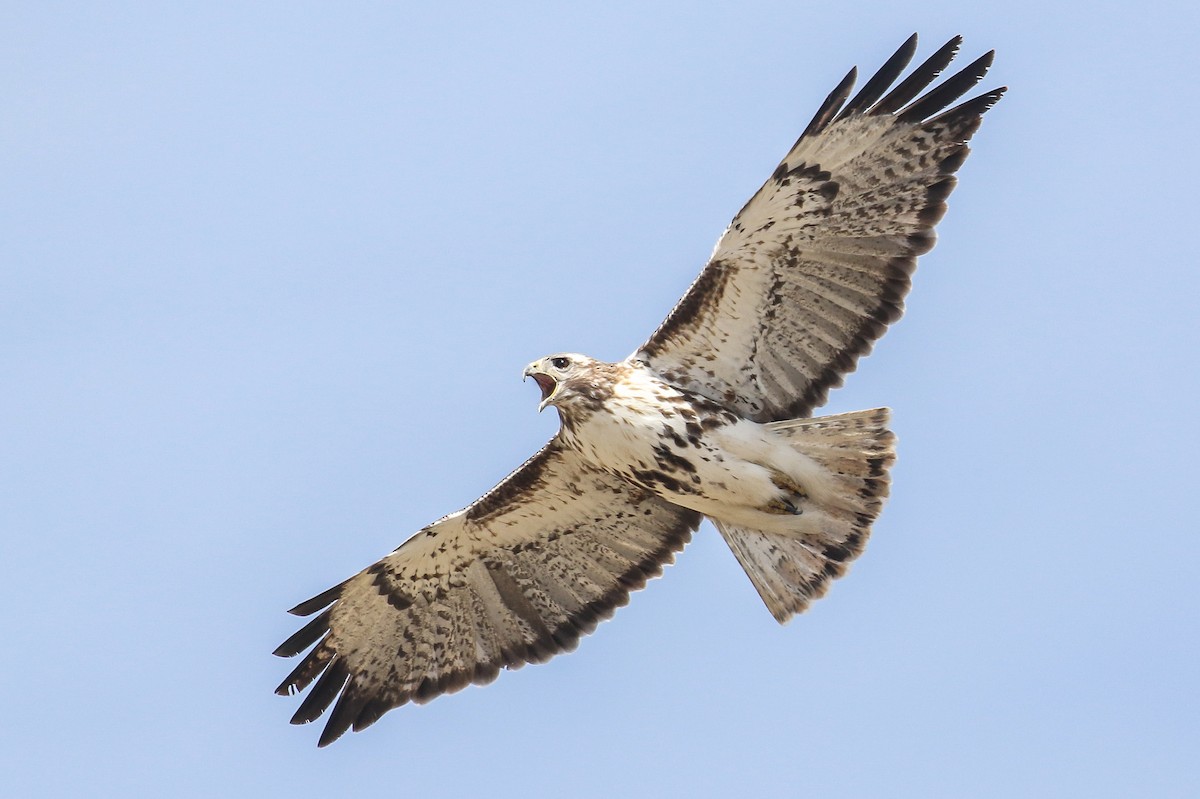 Red-tailed Hawk (Harlan's) - ML322316811