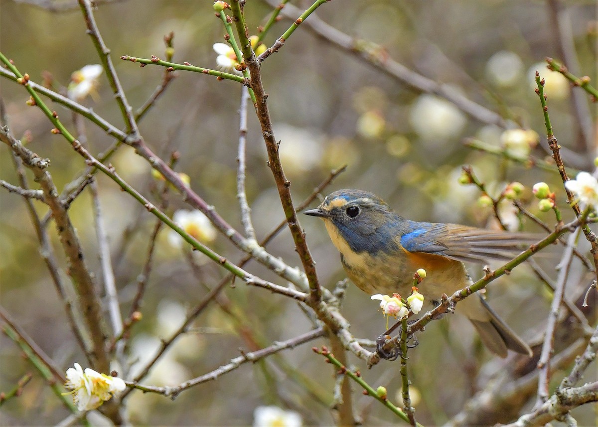 Red-flanked Bluetail - ML322317791