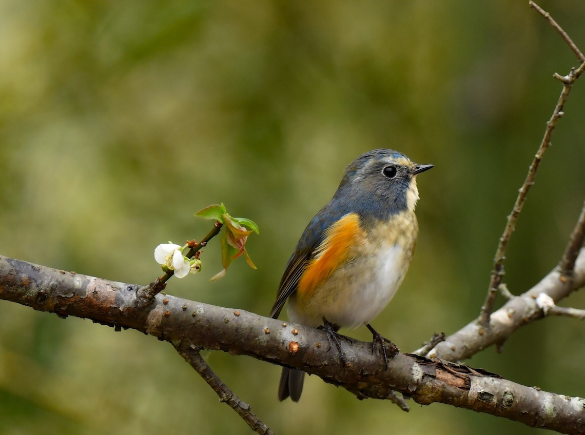 Red-flanked Bluetail - ML322317801