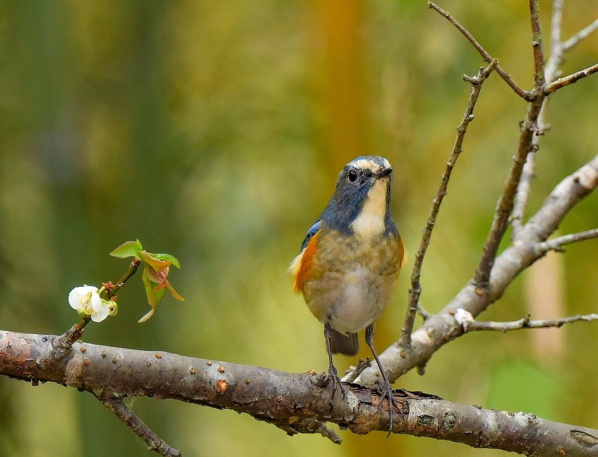 Red-flanked Bluetail - ML322317851