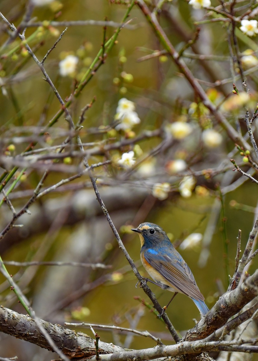 Red-flanked Bluetail - ML322317911