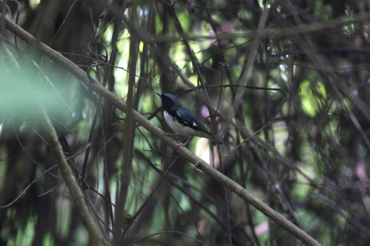 Black-throated Blue Warbler - David Weber