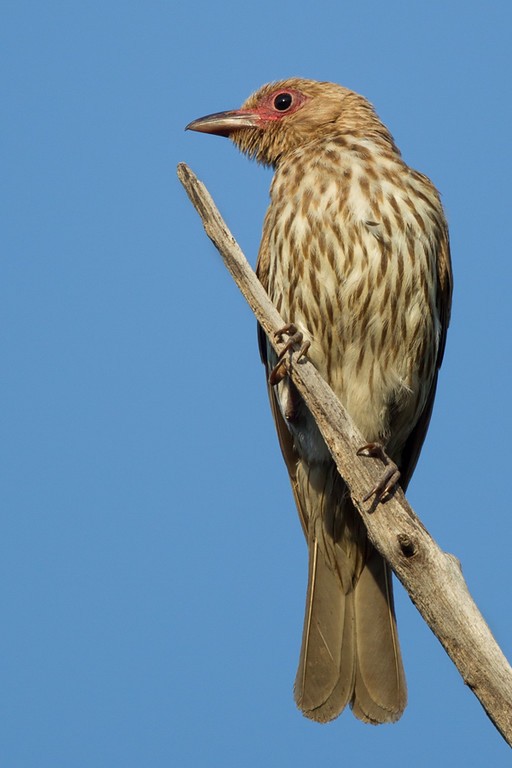 Australasian Figbird - ML32232241