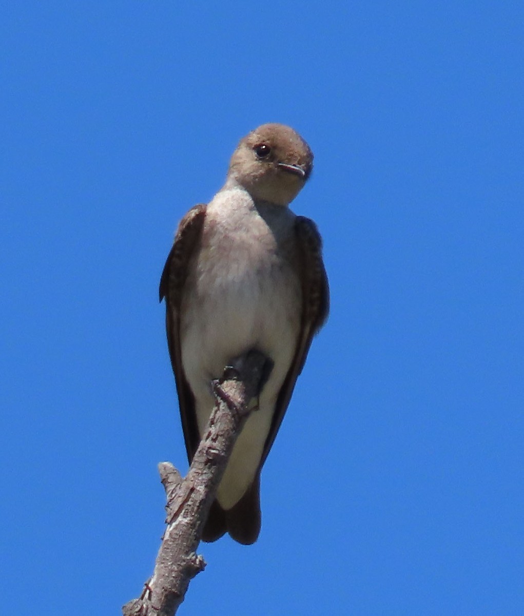 Northern Rough-winged Swallow - ML322322661