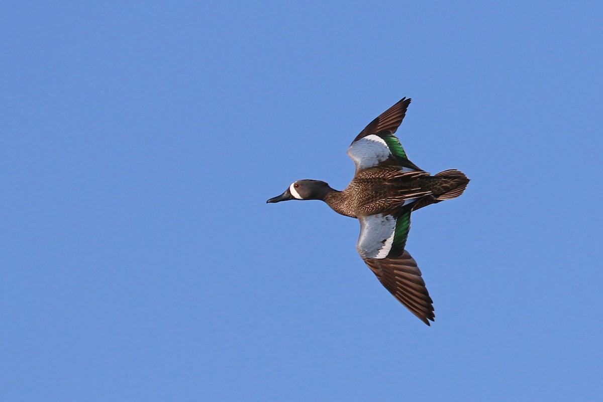 Blue-winged Teal - ML322323601