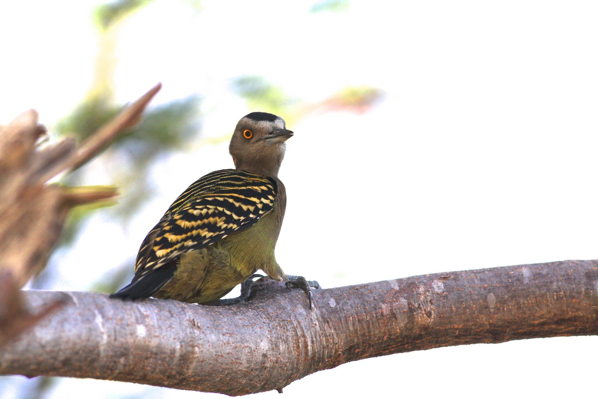 Hispaniolan Woodpecker - David Weber