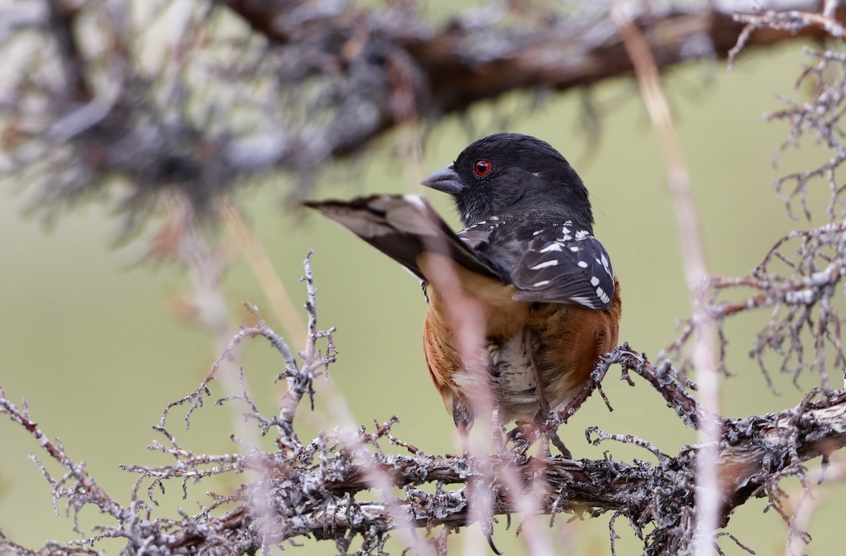 Spotted Towhee - ML322325881