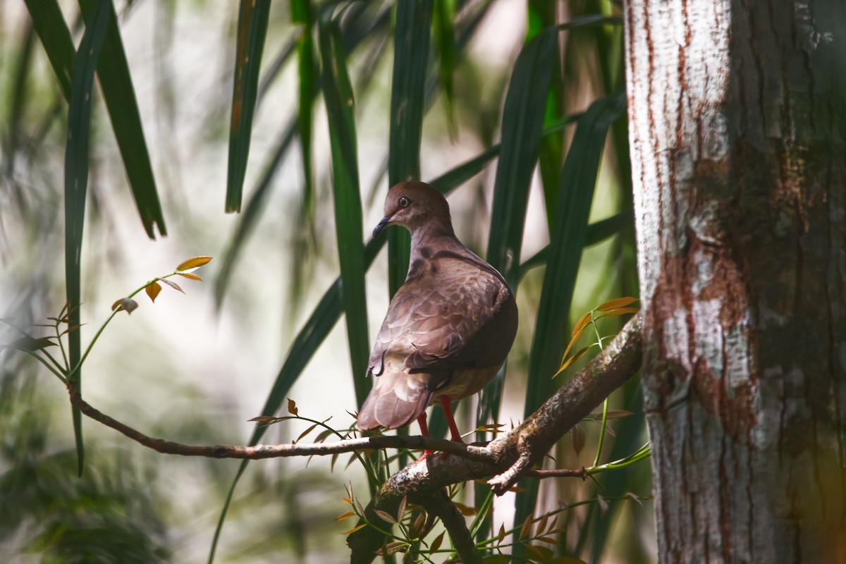 Gray-chested Dove - ML322326761