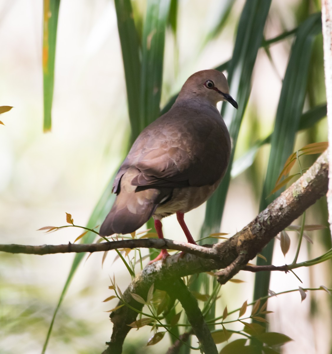 Gray-chested Dove - ML322326791