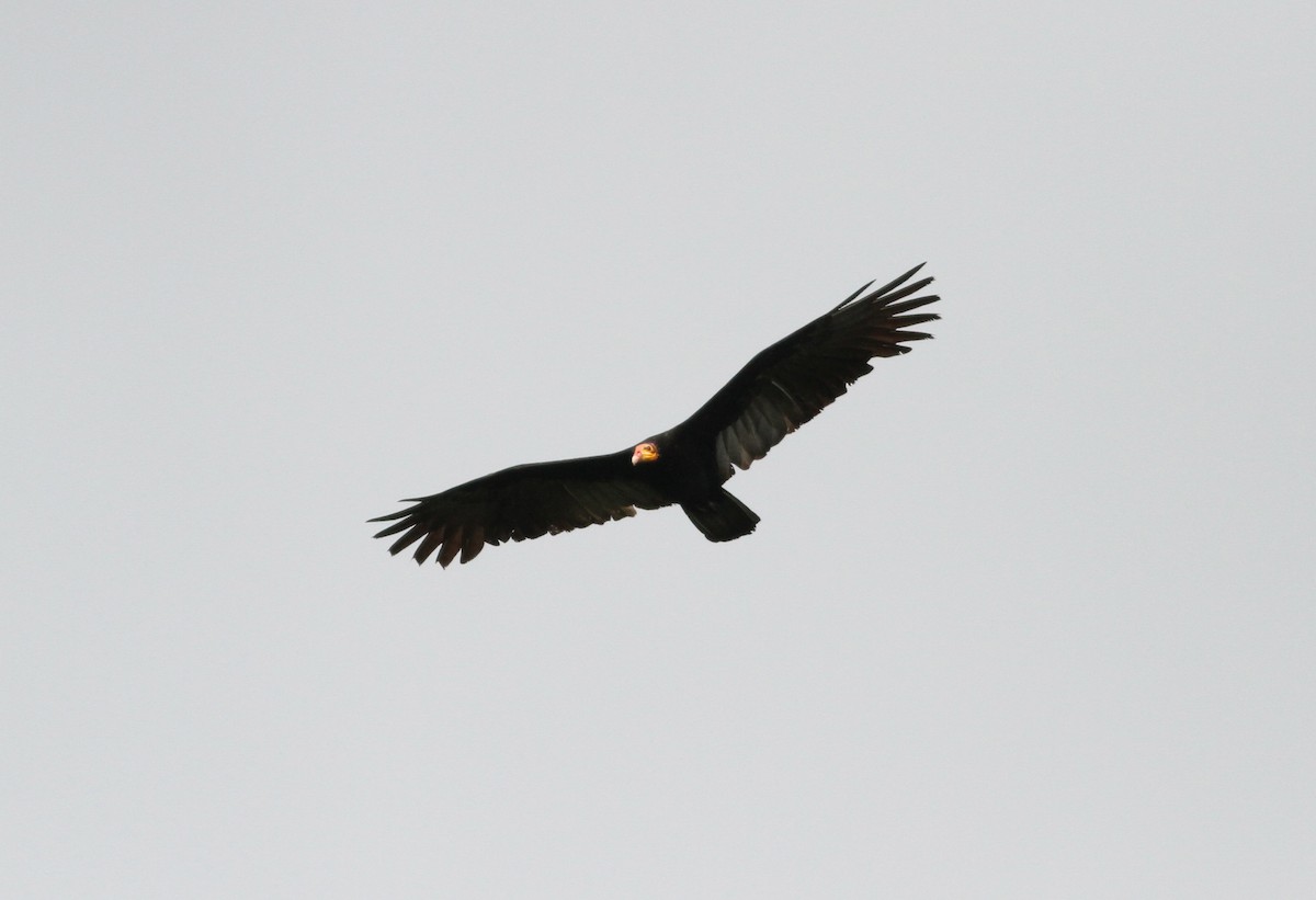 Greater Yellow-headed Vulture - ML32233051