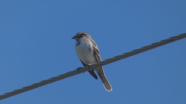 Lark Sparrow - ML322330741