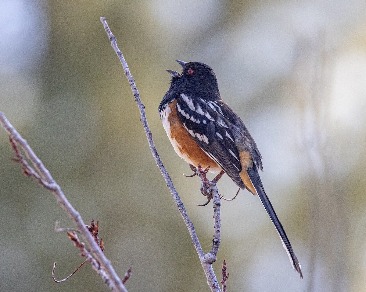 Spotted Towhee - ML322331191
