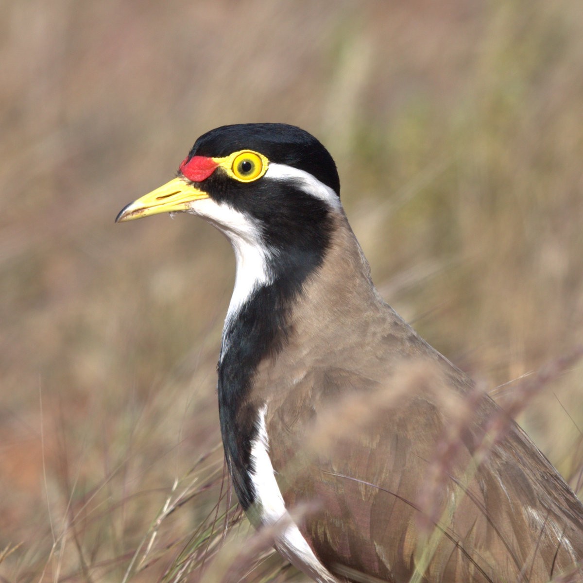 Banded Lapwing - ML32233291