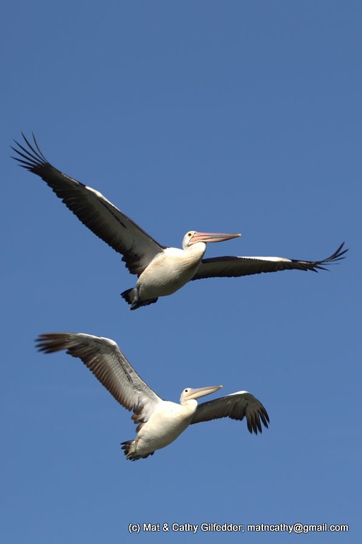 Australian Pelican - Mat Gilfedder