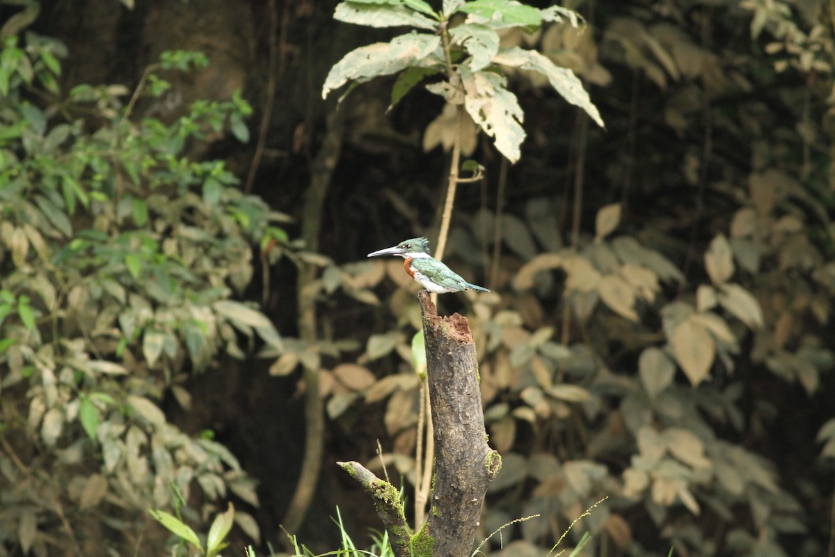Amazon Kingfisher - David Weber