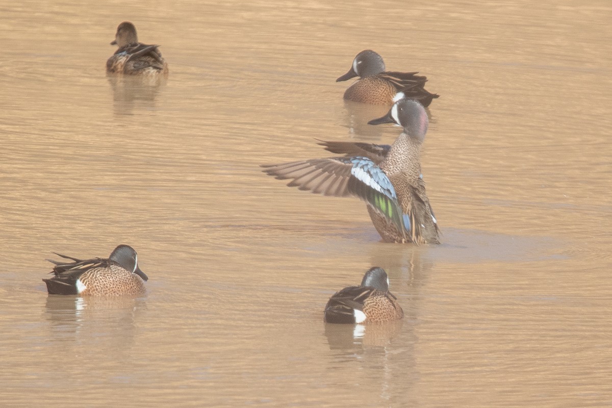 Blue-winged Teal - ML322338371