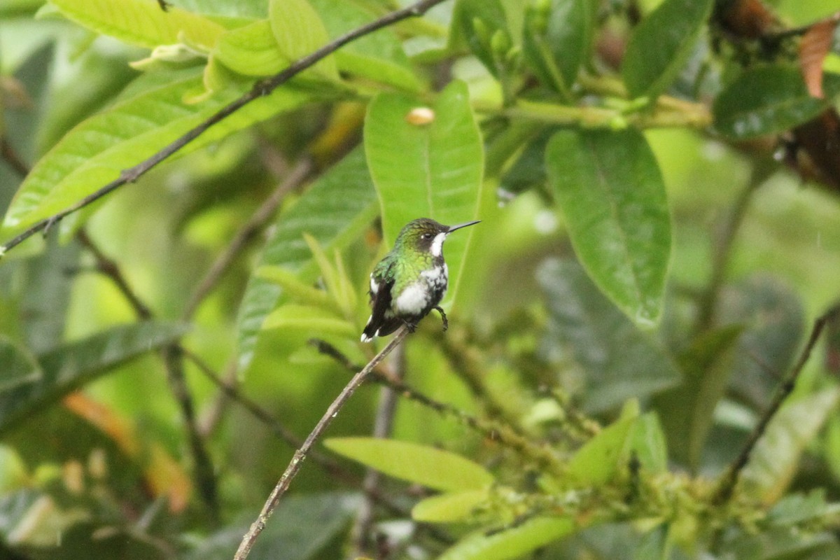 kolibřík trnoocasý - ML32233881