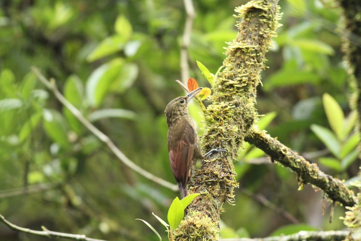 Spotted Woodcreeper - ML32233961