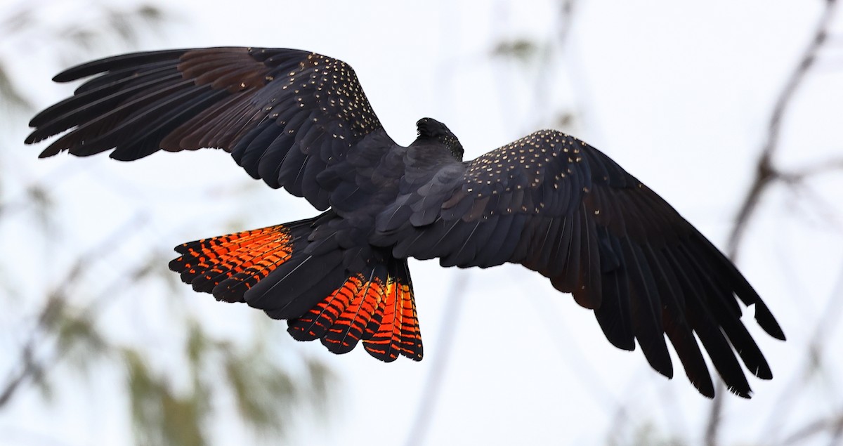 Red-tailed Black-Cockatoo - Tony Ashton