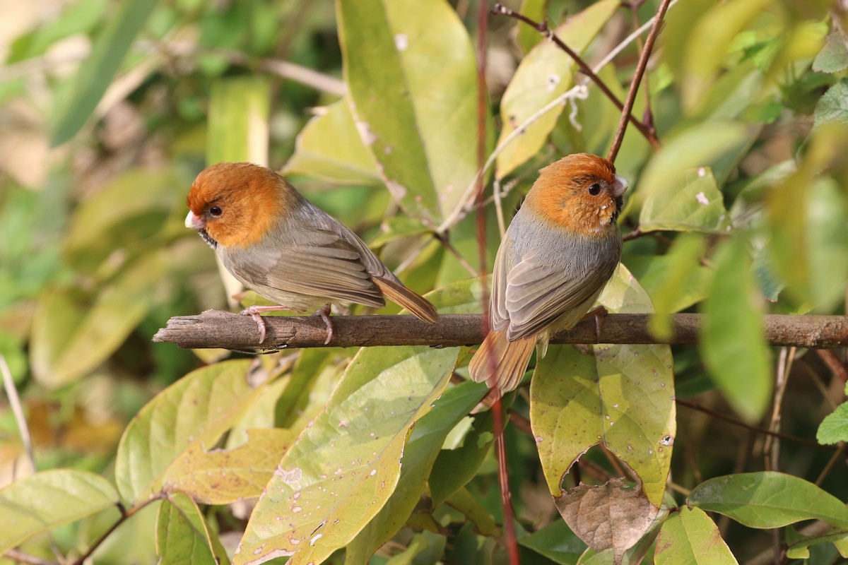 ML322341461 - Short-tailed Parrotbill - Macaulay Library