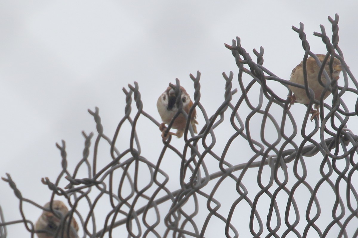 Eurasian Tree Sparrow - Richard Fuller
