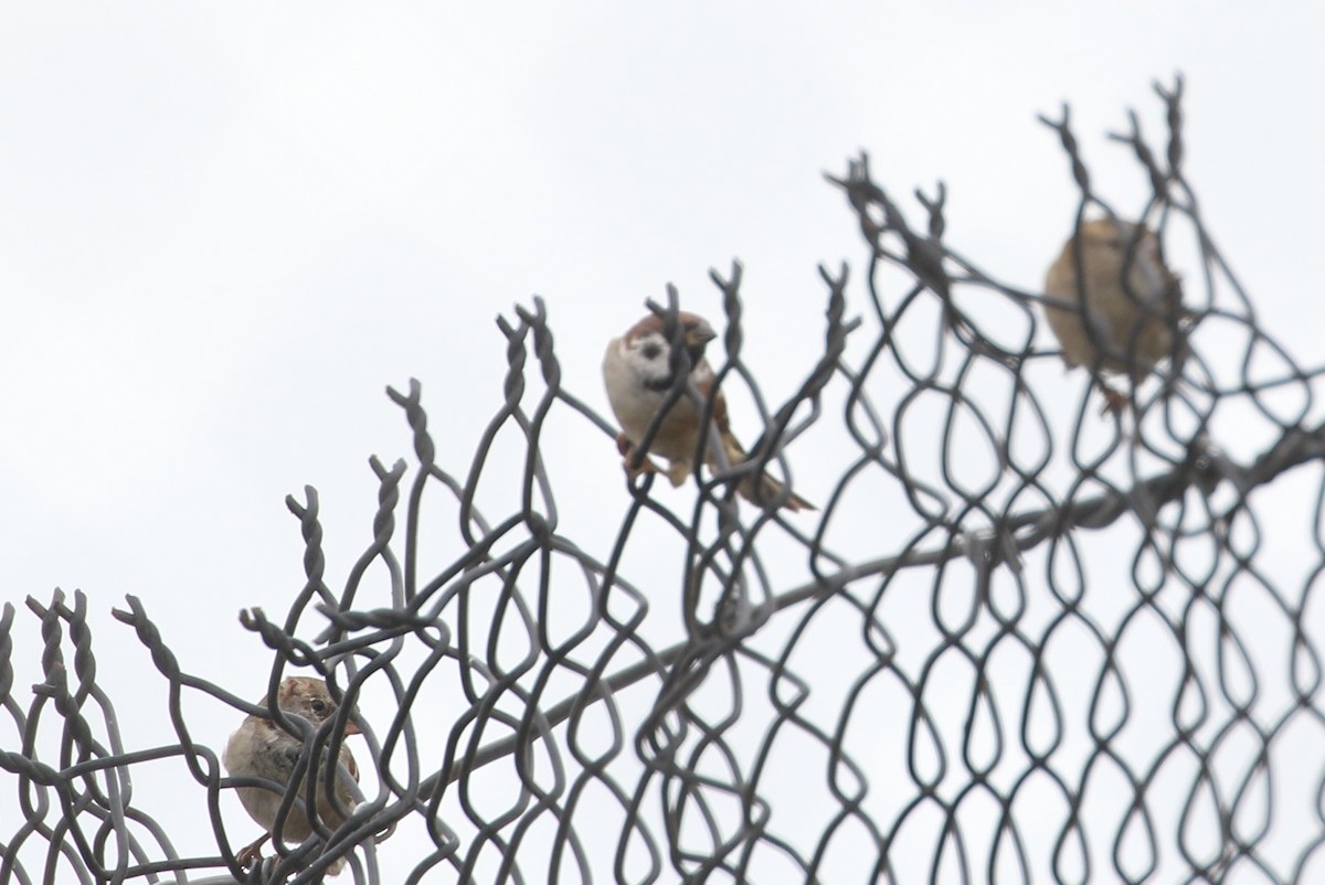 Eurasian Tree Sparrow - ML322345691